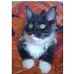 Maine Coon - Kater