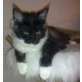 Maine Coon - Kater