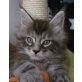 Maine Coon - Kater