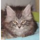 Maine Coon - Kater