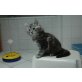 Maine Coon - Kater