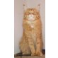 Maine Coon - Kater