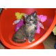 Maine Coon - Kater