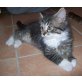 Maine Coon - Kater