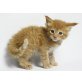 Maine Coon - Kater