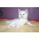 Maine Coon - Kater