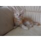 Maine Coon - Kater