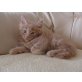 Maine Coon - Kater