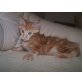 Maine Coon - Kater