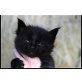 Maine Coon - Kater