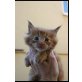 Maine Coon - Kater