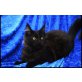 Maine Coon - Kater