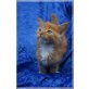 Maine Coon - Kater