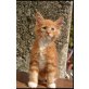 Maine Coon - Kater