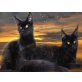 Maine Coon - Kater