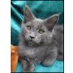 Maine Coon - Kater