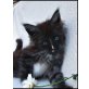 Maine Coon - Kater