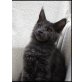 Maine Coon - Kater