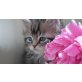 Maine Coon - Kater