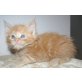 Maine Coon - Kater
