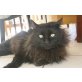 Maine Coon - Kater