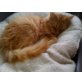 Maine Coon - Kater