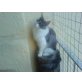 Maine Coon - Kater