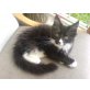 Maine Coon - Kater