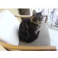 Maine Coon - Kater