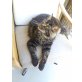 Maine Coon - Kater