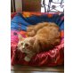 Maine Coon - Kater