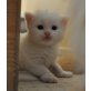 Maine Coon - Kater