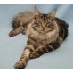 Maine Coon - Kater