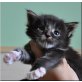 Maine Coon - Kater