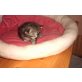 Maine Coon - Kater