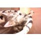 Maine Coon - Kater