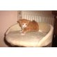 Maine Coon - Kater