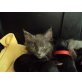 Maine Coon - Kater