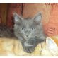 Maine Coon - Kater