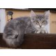Maine Coon - Kater