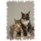 Maine Coon - Kater