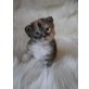 Maine Coon - Kater