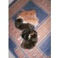 Maine Coon - Kater