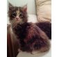 Maine Coon - Kater