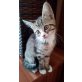 Maine Coon - Kater