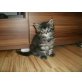 Maine Coon - Kater