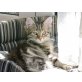 Maine Coon - Kater