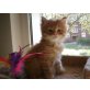 Maine Coon - Kater