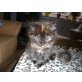 Maine Coon - Kater
