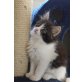 Maine Coon - Kater